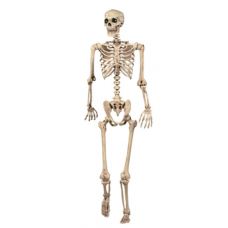 Human Skelton
